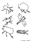 Insects2 Coloring Page 