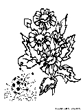 Ladybug On Flowers Coloring Page 