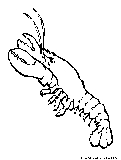 Lobster Coloring Page 