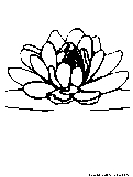 lotus blossom