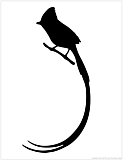 paradise flycatcher silhouette