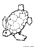 Tortoise Coloring Page 