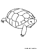 Turtle Coloring Page 