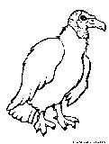 Vulture Coloring Page 