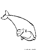 Whale Coloring Page 