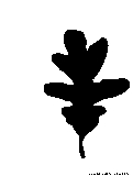 white oak leaf silhouette