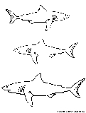 White Shark Coloring Page 
