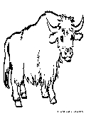 Yak Coloring Page 