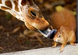 yummy squirrel