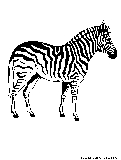 Zebra Coloring Page 