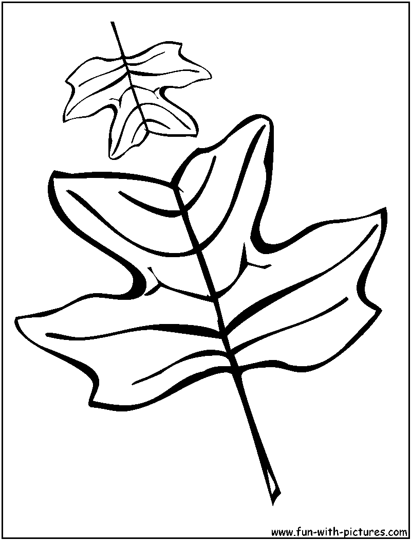 Download Tulip Tree Leaves Coloring Page