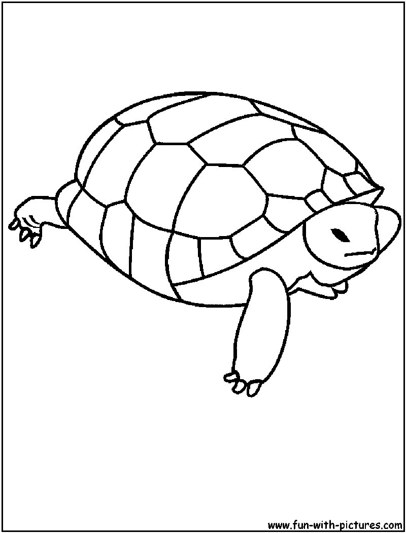 Turtle Coloring Page 