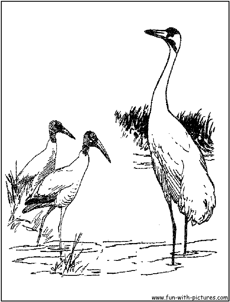 Waterbirds Coloring Page 