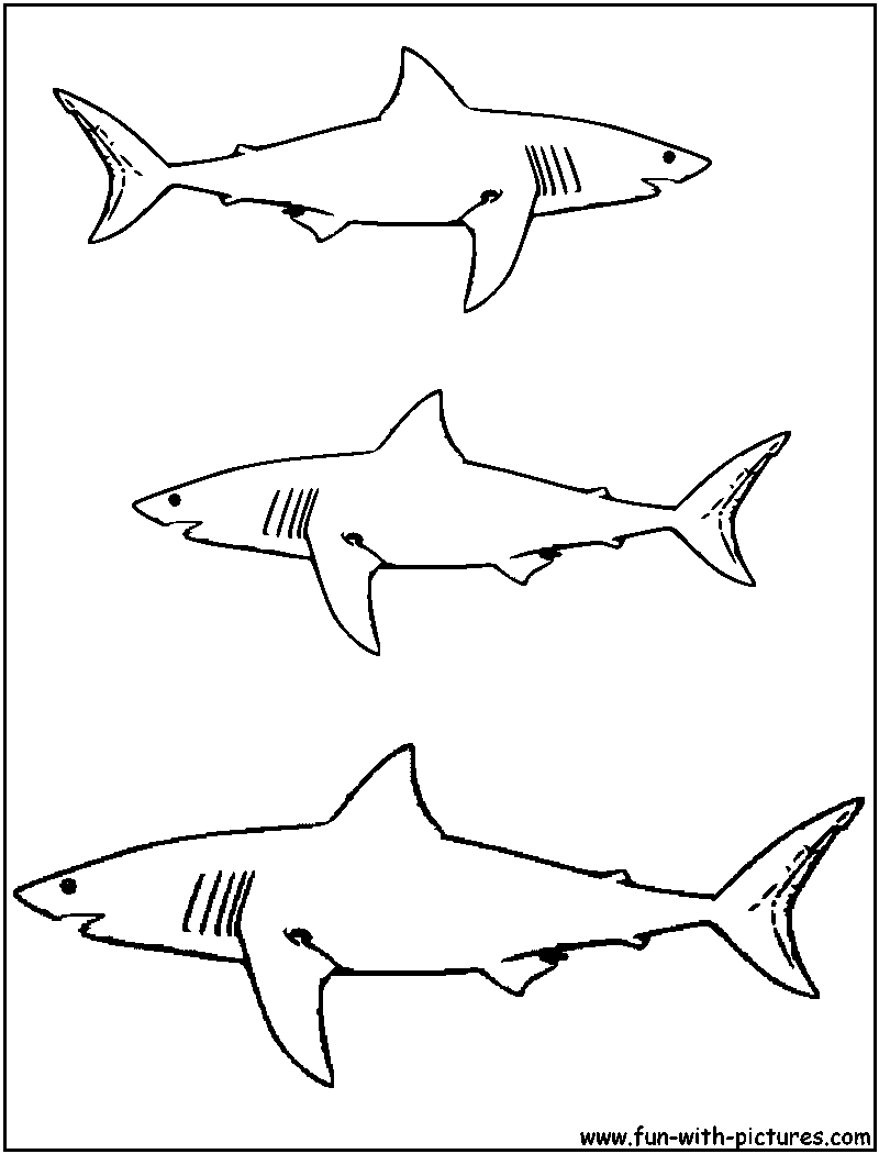 Featured image of post Megalodon Printable Shark Coloring Pages Shark is one of the most dangerous fish in the ocean but it s so familiar with all kids in many cartoon films images